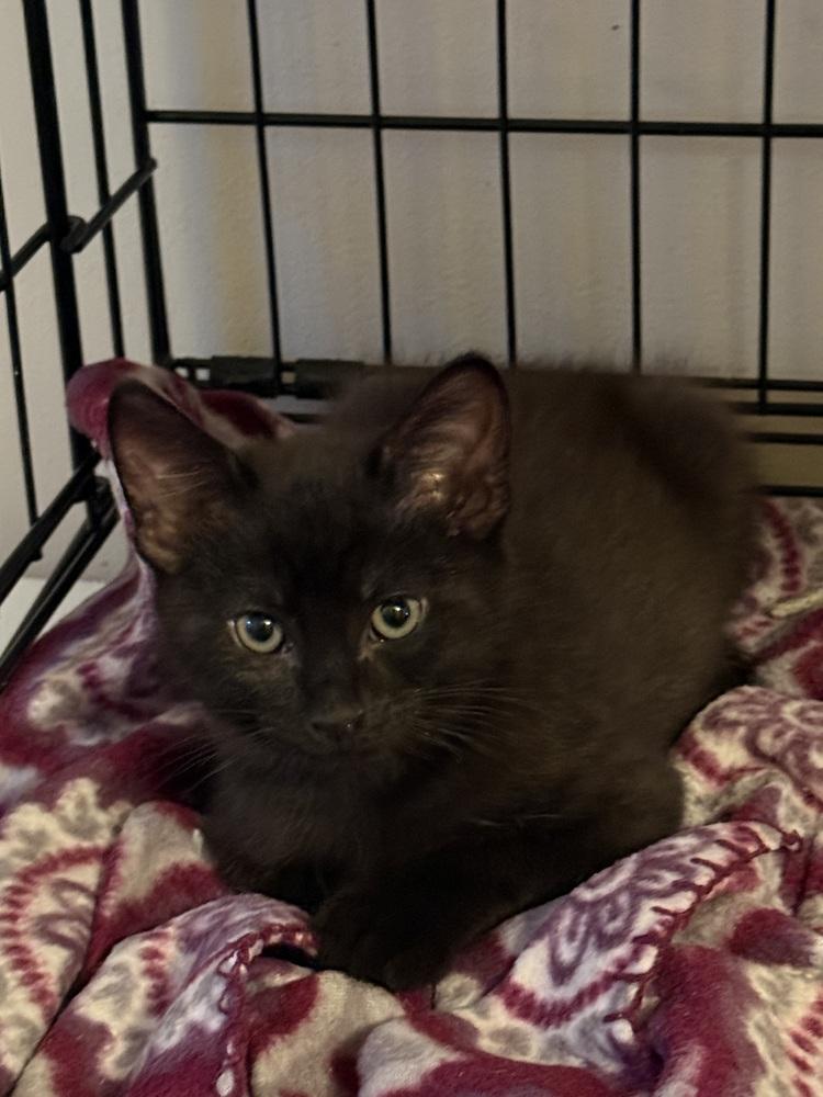 Elton, Adoptable, Kitten Male Domestic Short Hair.