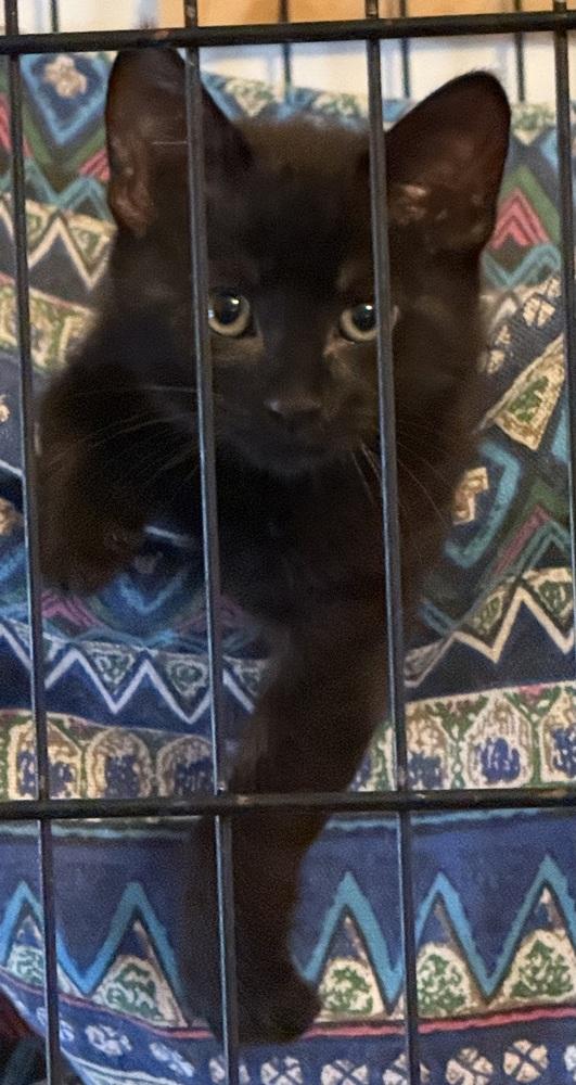 Enlarge Elton, a Adoptable Domestic Short Hair in Scranton, PA image 2/4