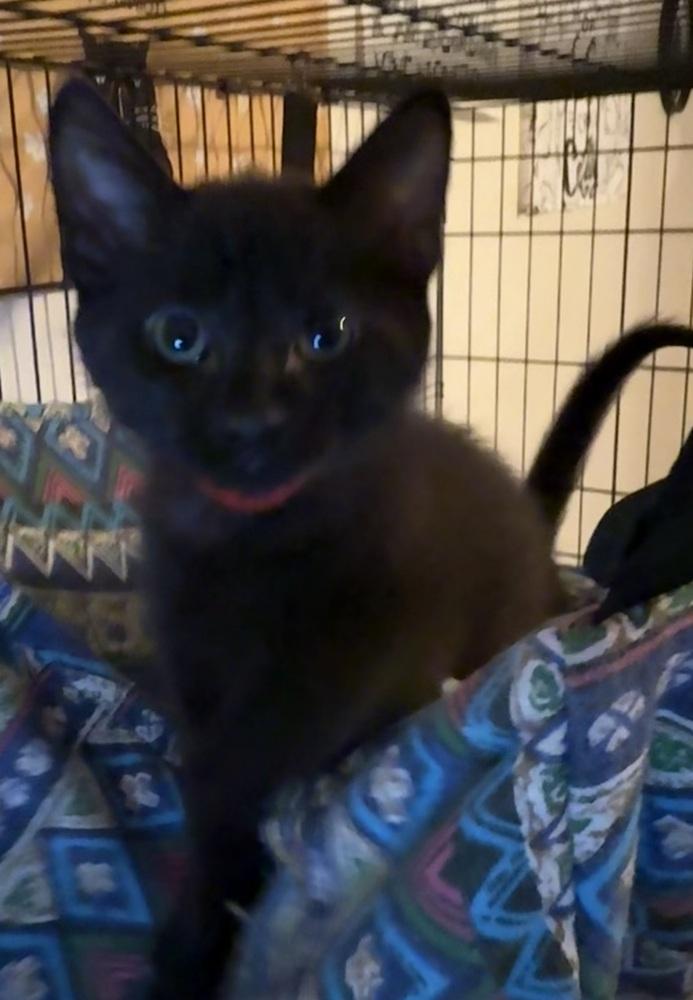 Enlarge Elton, a Adoptable Domestic Short Hair in Scranton, PA image 3/4