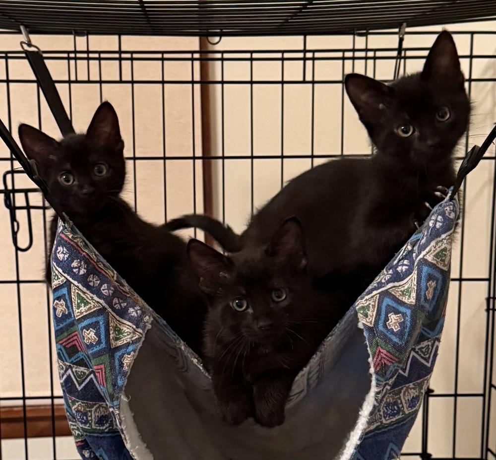 Enlarge Elton, a Adoptable Domestic Short Hair in Scranton, PA image 4/4