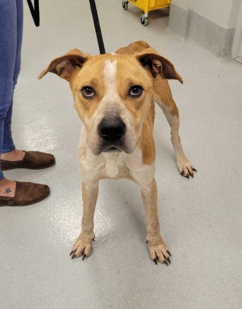 Violet Parr, Adoptable, Young Female American Staffordshire Terrier.