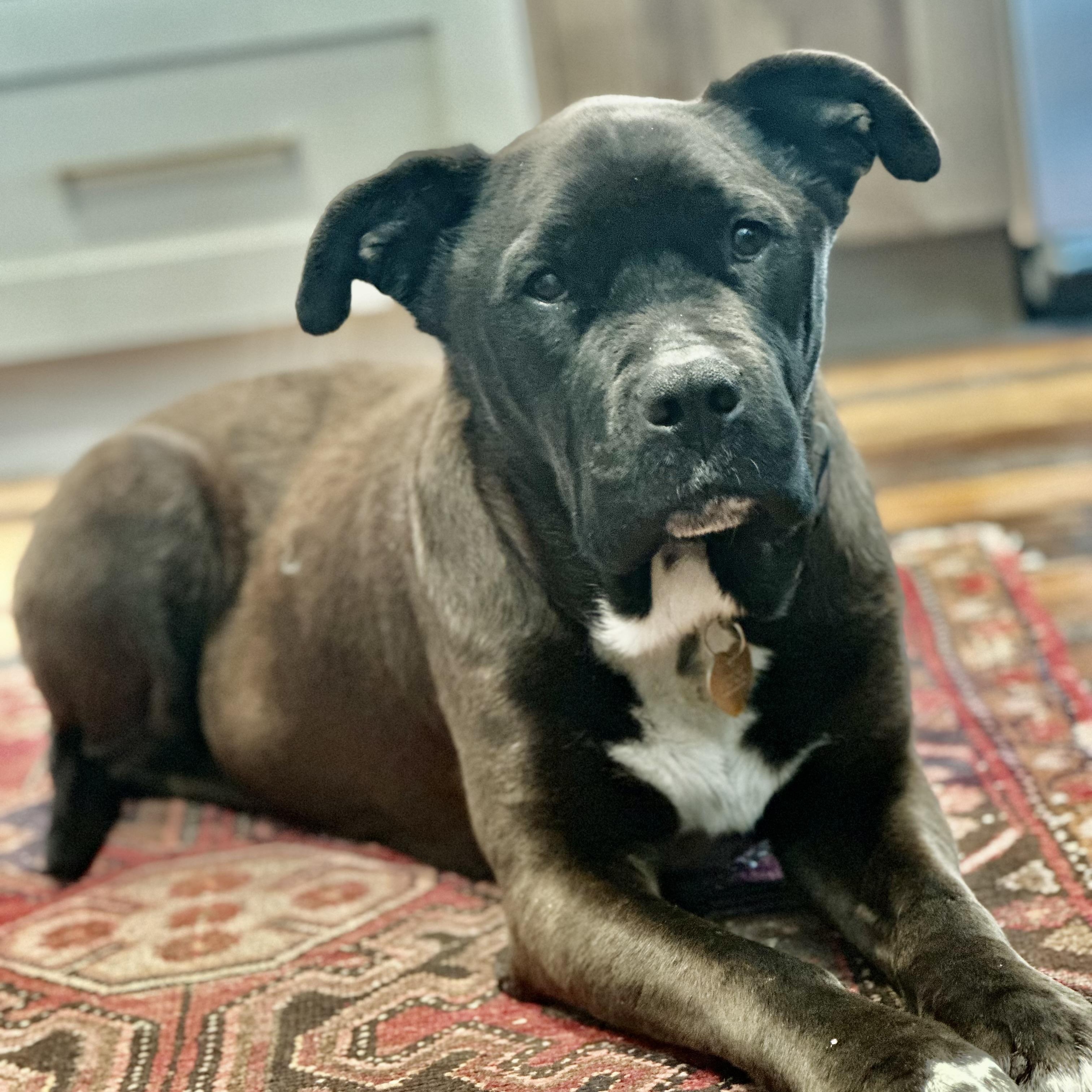 Potsie in Colorado, a Adoptable mixed breed in Boulder, CO image 2/6