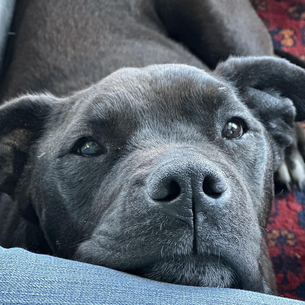 Potsie in Colorado, a Adoptable mixed breed in Boulder, CO image 3/6