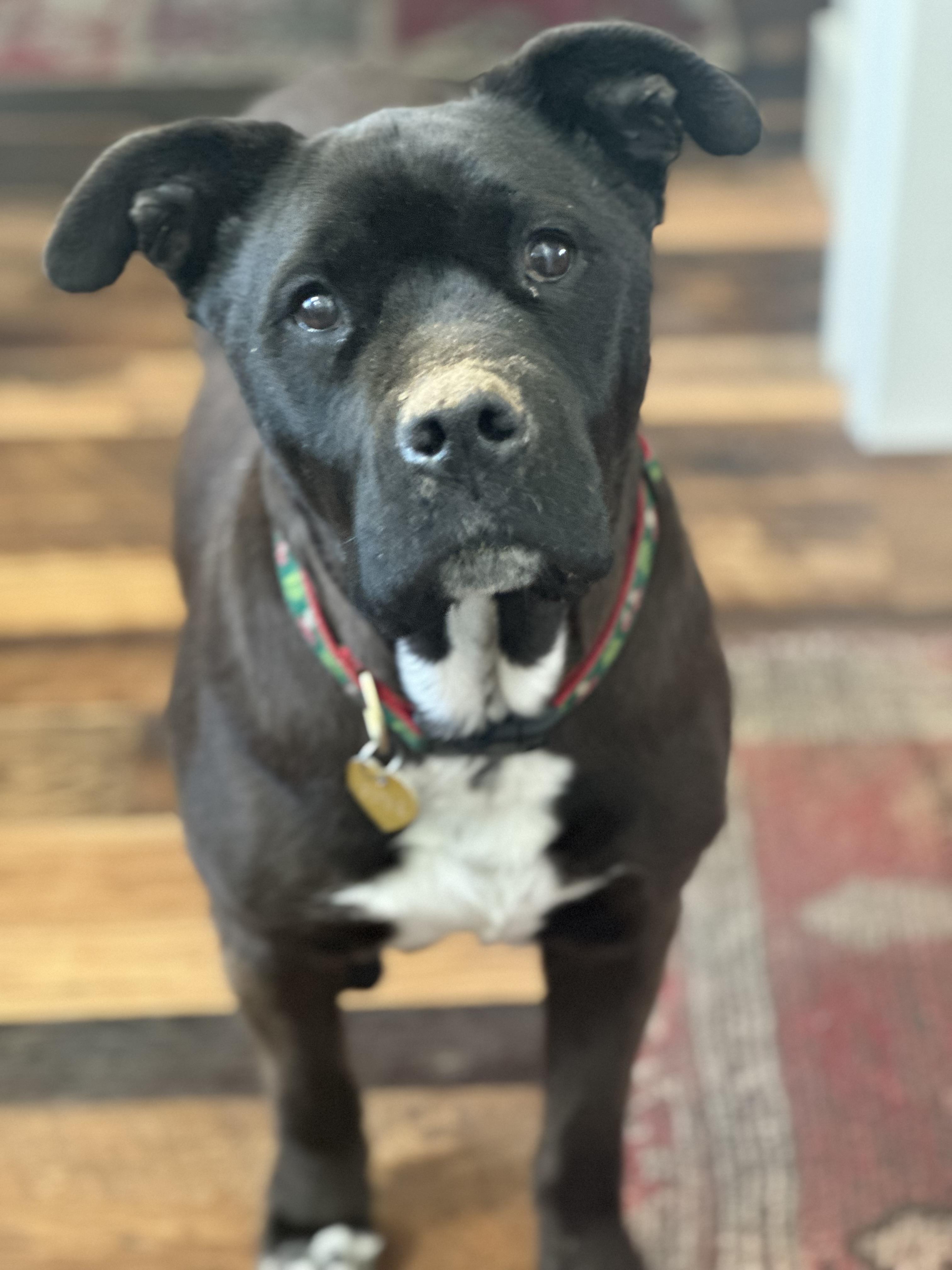 Potsie in Colorado, a Adoptable mixed breed in Boulder, CO image 1/6