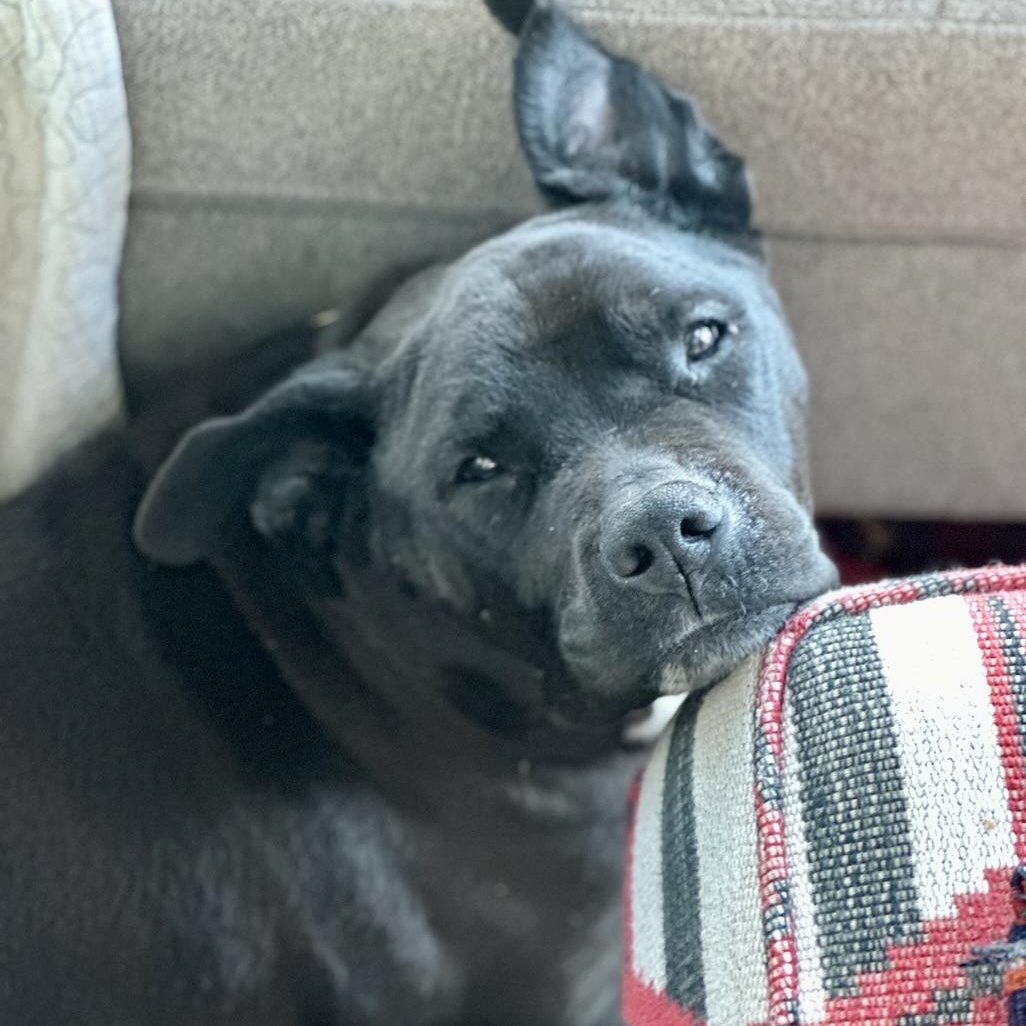 Potsie in Colorado, a Adoptable mixed breed in Boulder, CO image 4/6