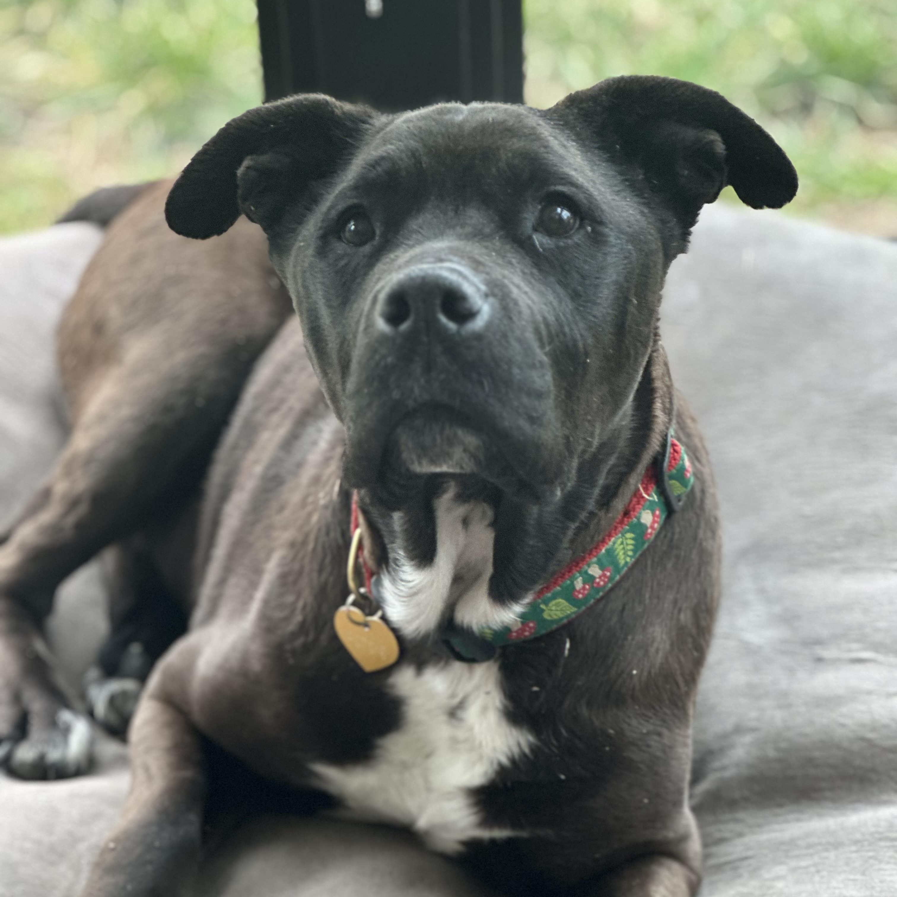 Potsie in Colorado, a Adoptable mixed breed in Boulder, CO image 5/6