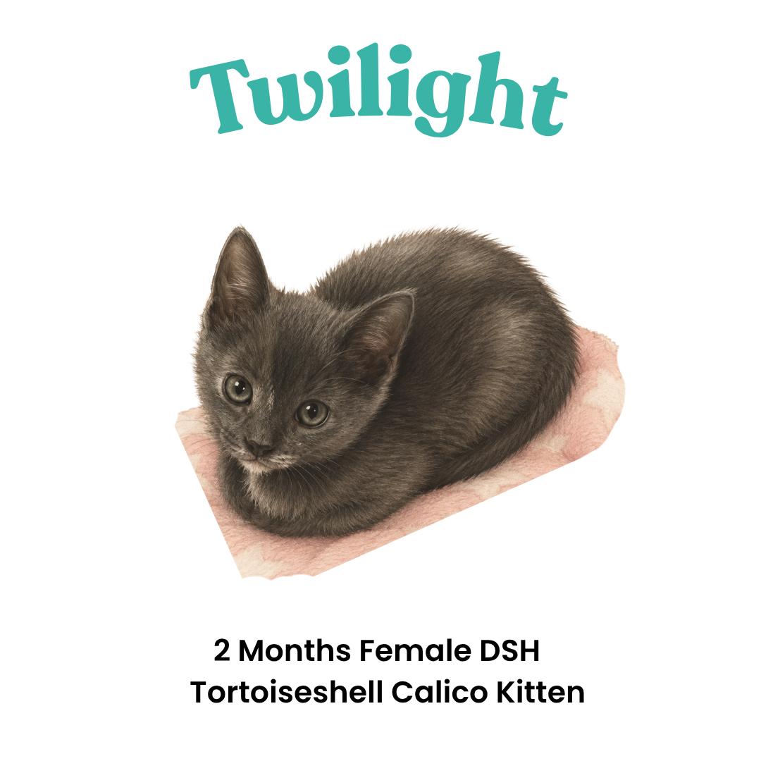 Enlarge Twilight, a Adoptable mixed breed in Houston, TX image 2/5