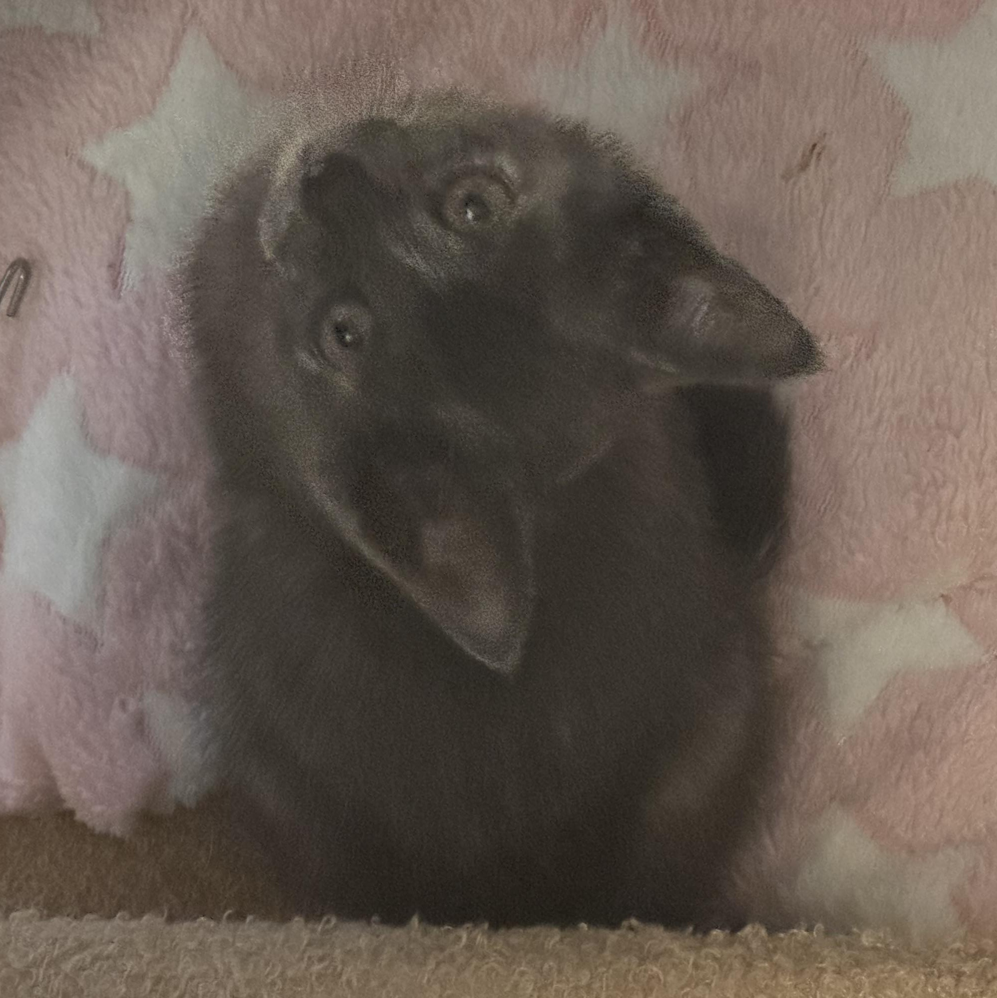 Enlarge Twilight, a Adoptable mixed breed in Houston, TX image 1/5
