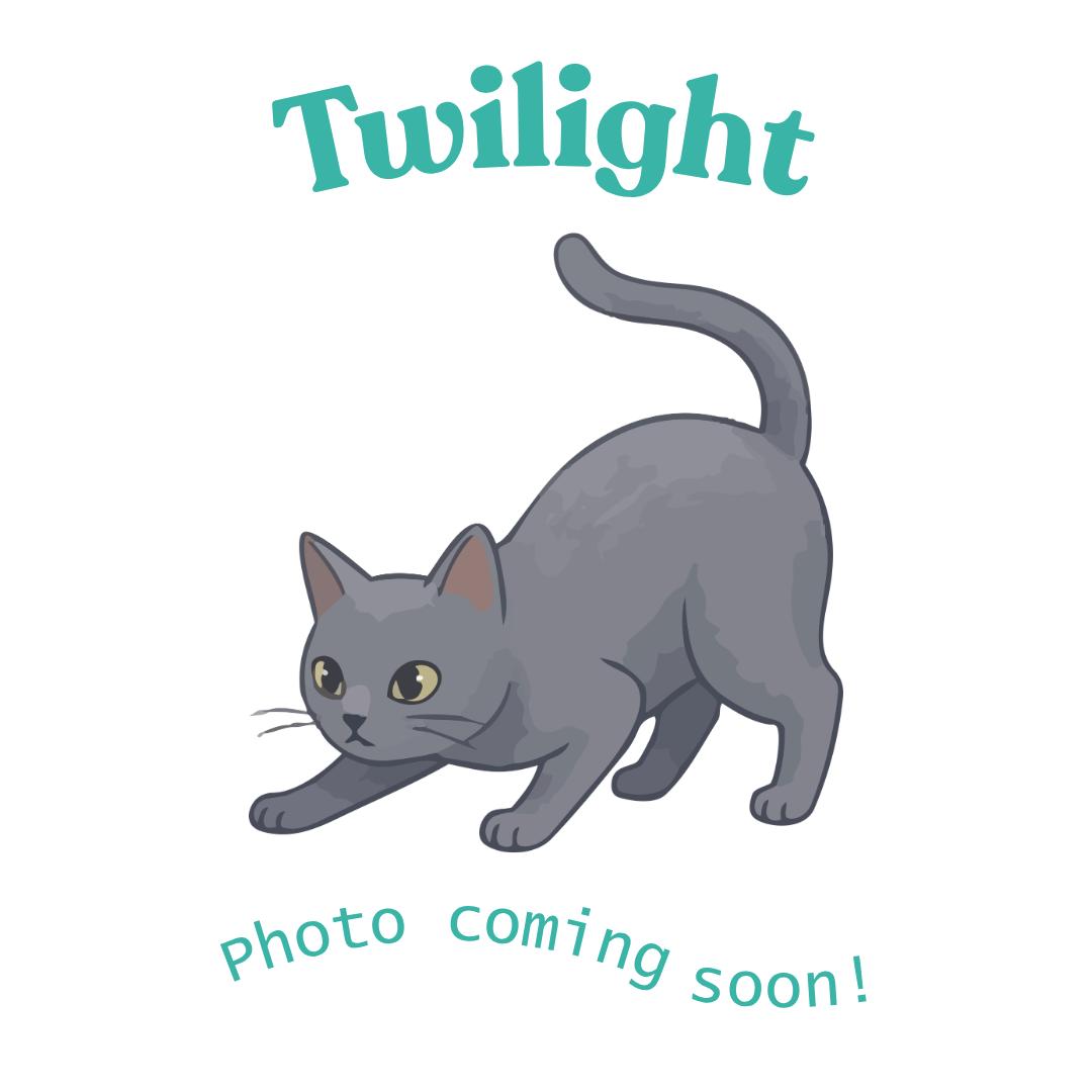 Enlarge Twilight, a Adoptable mixed breed in Houston, TX image 1/2