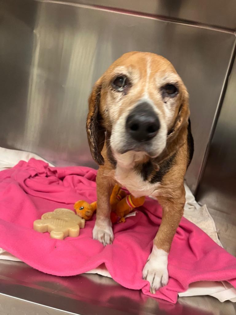 String Cheese, Adoptable, Senior Male Beagle.