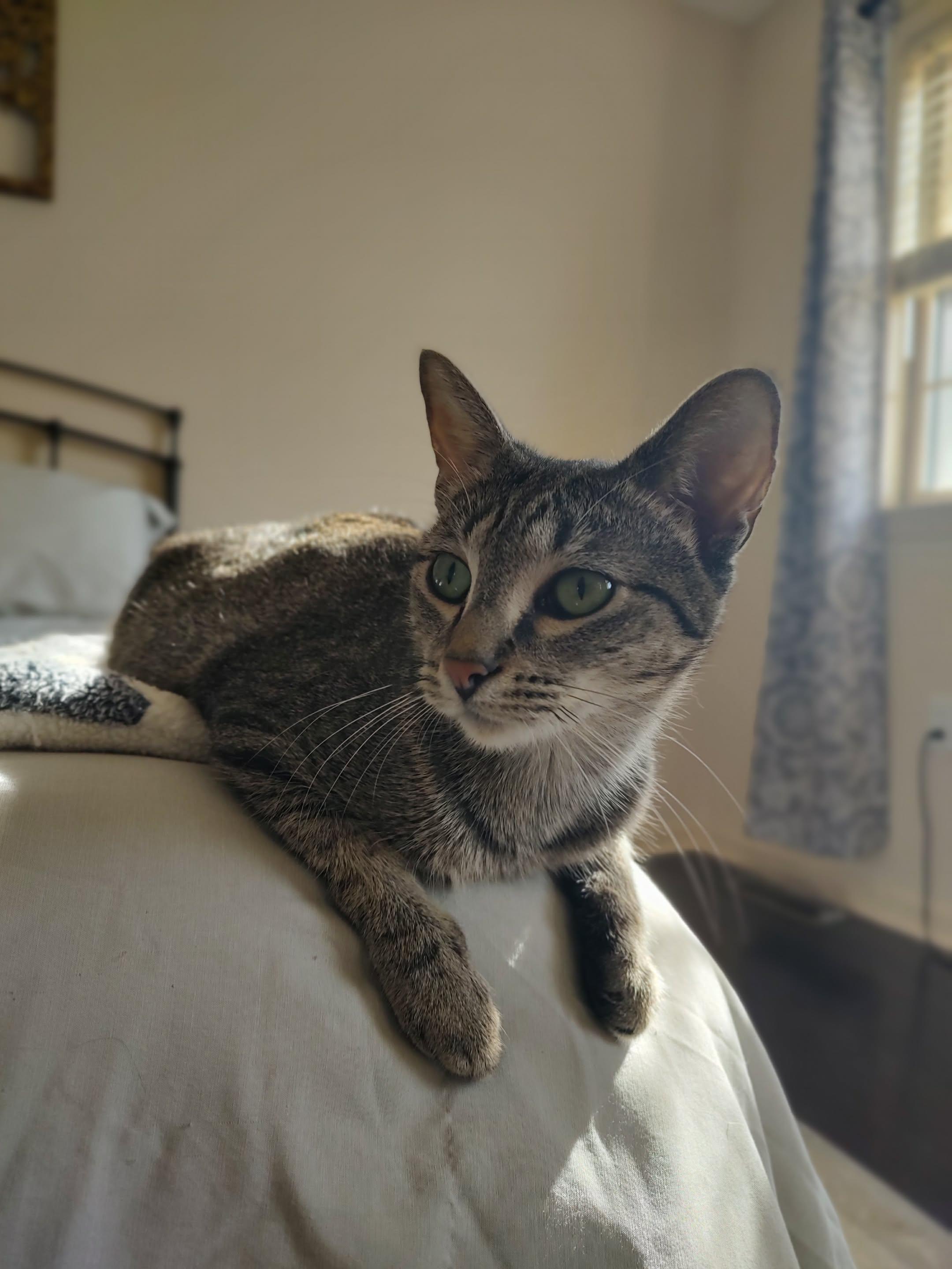 Mama TT, a Adoptable American Shorthair in Blue Bell, PA image 2/6