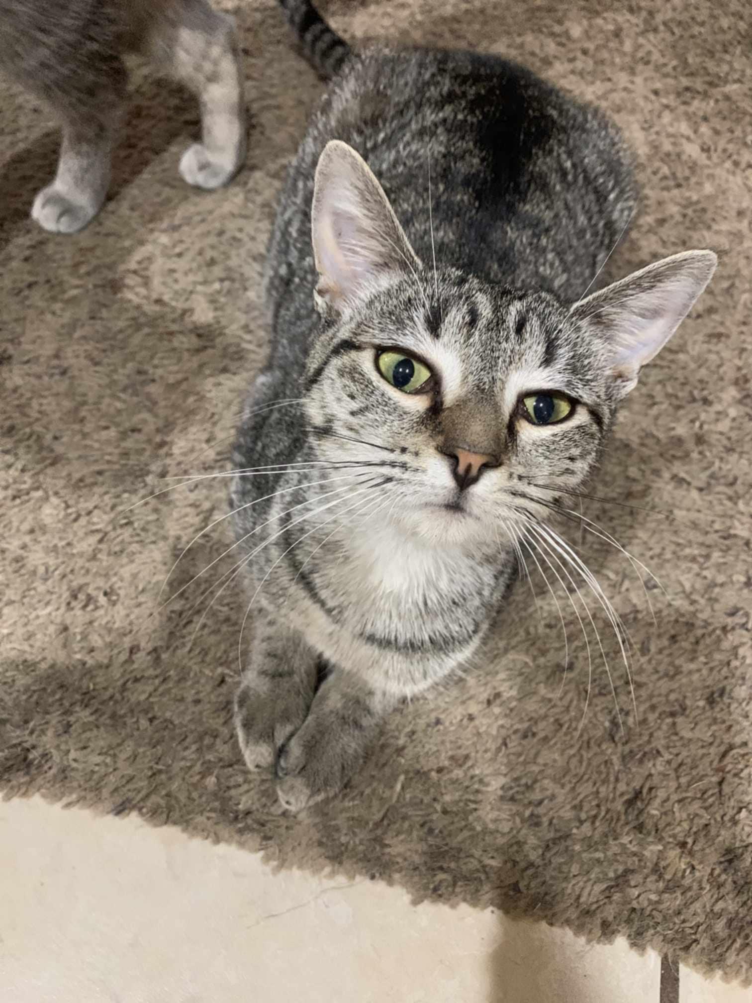 Mama TT, a Adoptable American Shorthair in Blue Bell, PA image 3/6