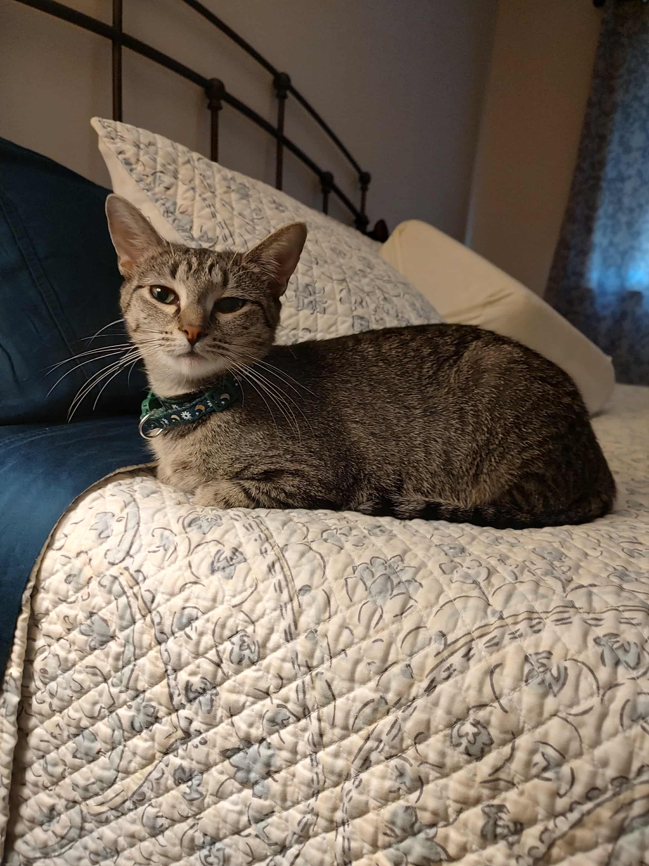 Mama TT, a Adoptable American Shorthair in Blue Bell, PA image 4/6