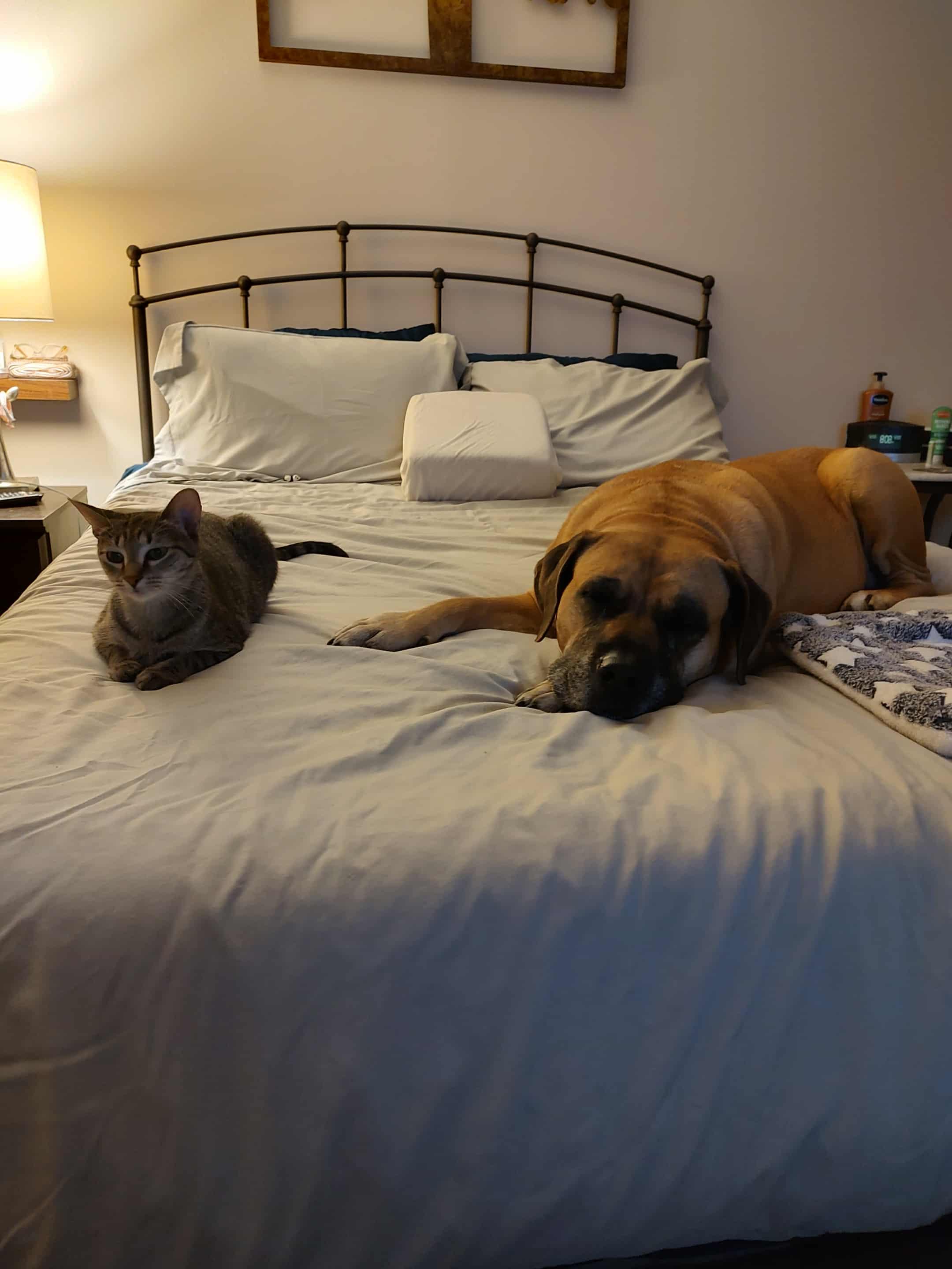 Mama TT, a Adoptable American Shorthair in Blue Bell, PA image 6/6