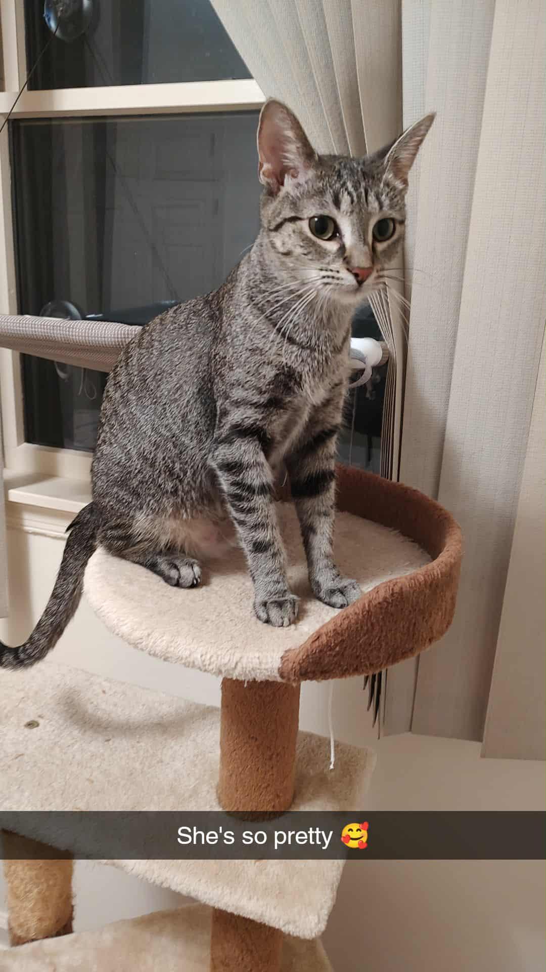 Mama TT, Adoptable, Young Female American Shorthair.