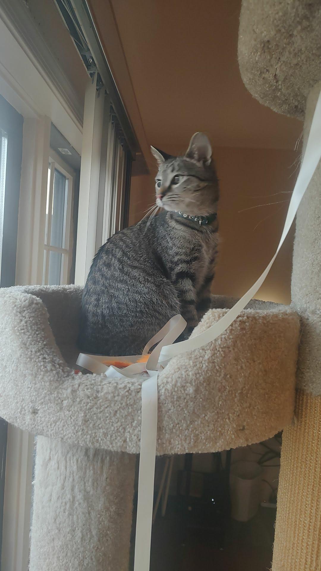 Enlarge Mama TT, an adopted American Shorthair in Blue Bell, PA image 1/6