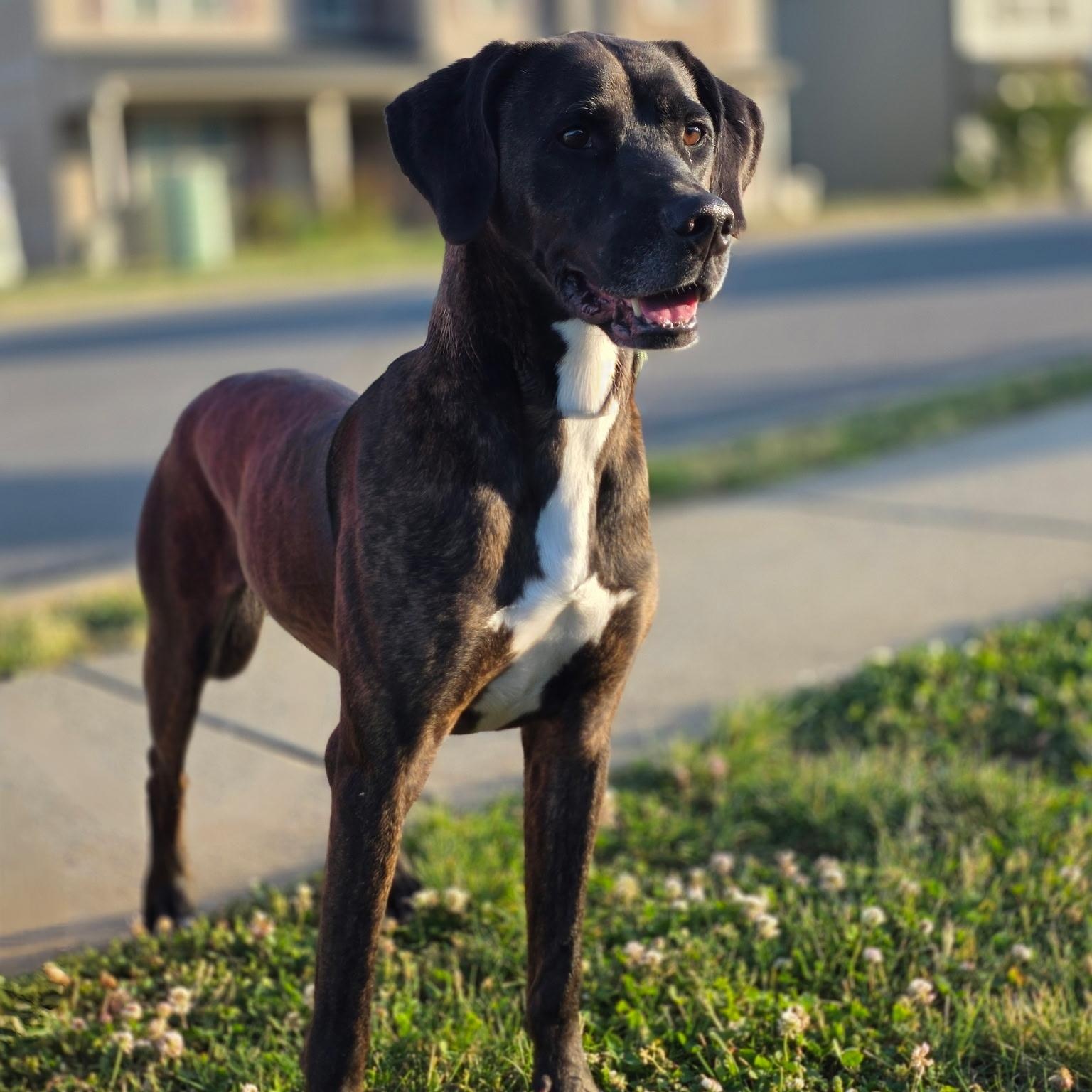 Enlarge Baloo, a Adoptable mixed breed in CLARKSVILLE, TN image 2/4