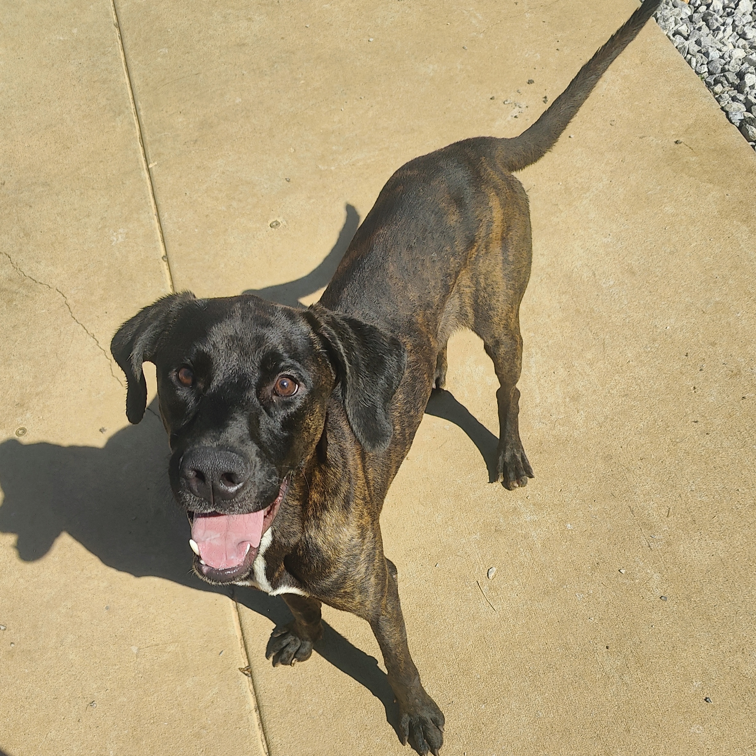 Baloo, Adoptable, Young Male Black Labrador Retriever.