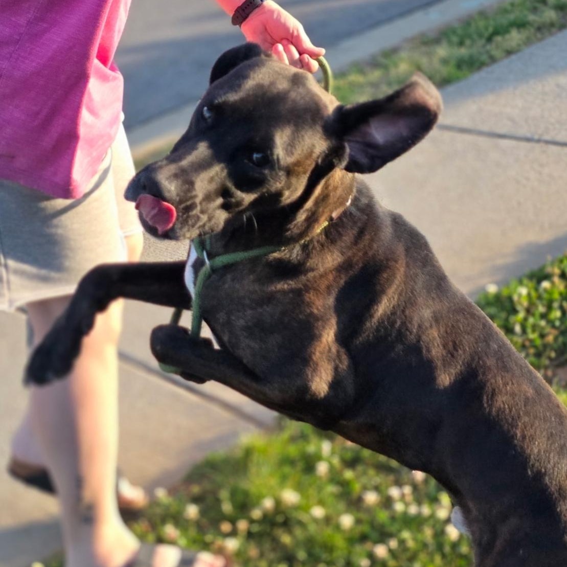 Enlarge Baloo, a Adoptable mixed breed in CLARKSVILLE, TN image 3/4