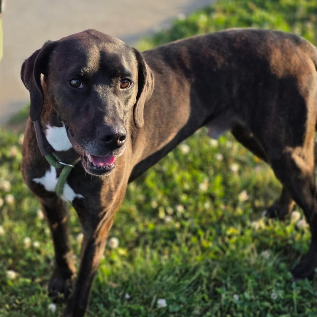 Baloo, Adoptable, Young Male Black Labrador Retriever.