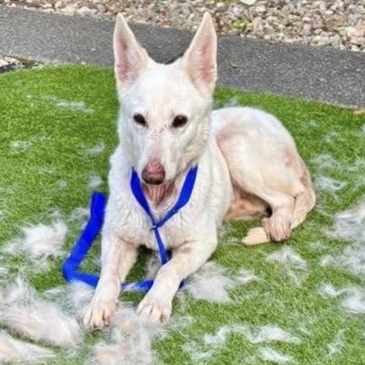 Enlarge Heidi, a ADOPTABLE mixed breed in Santa Rosa, CA image 3/3