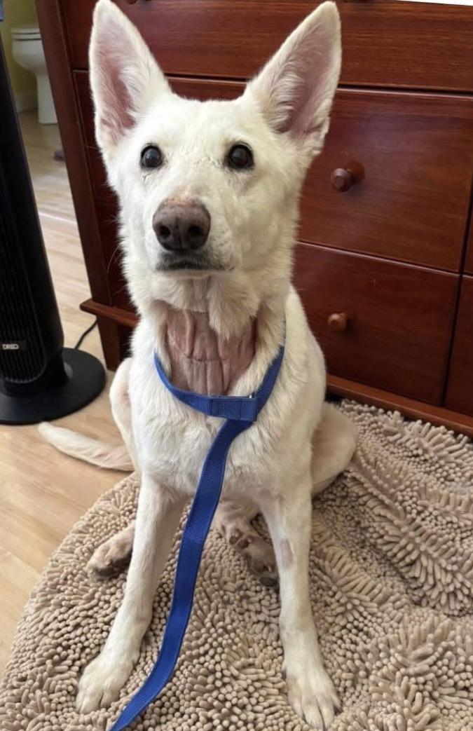 Enlarge Heidi, a ADOPTABLE mixed breed in Santa Rosa, CA image 1/3