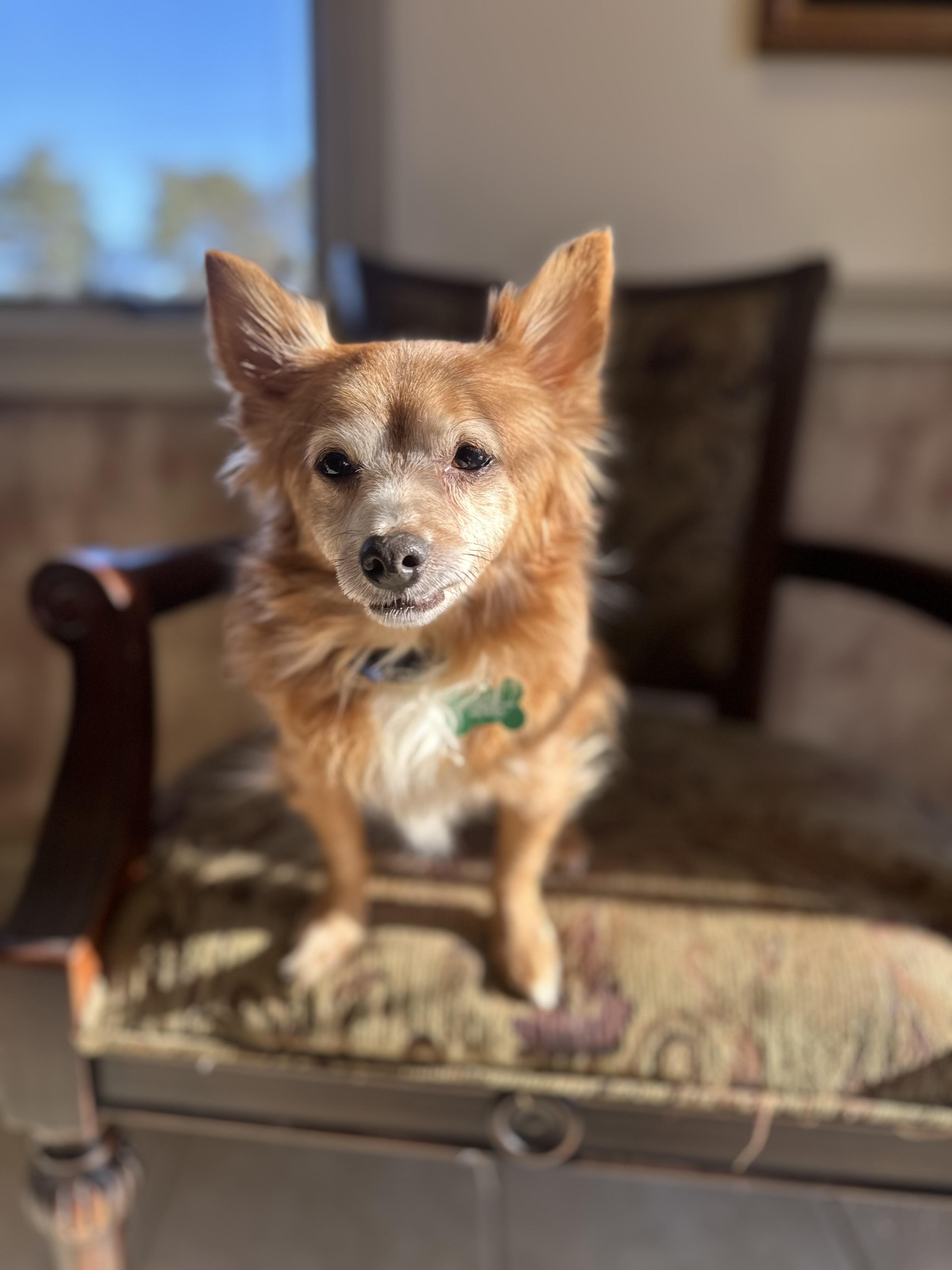 Teddy Graham, a ADOPTABLE mixed breed in Medford, NJ image 3/3