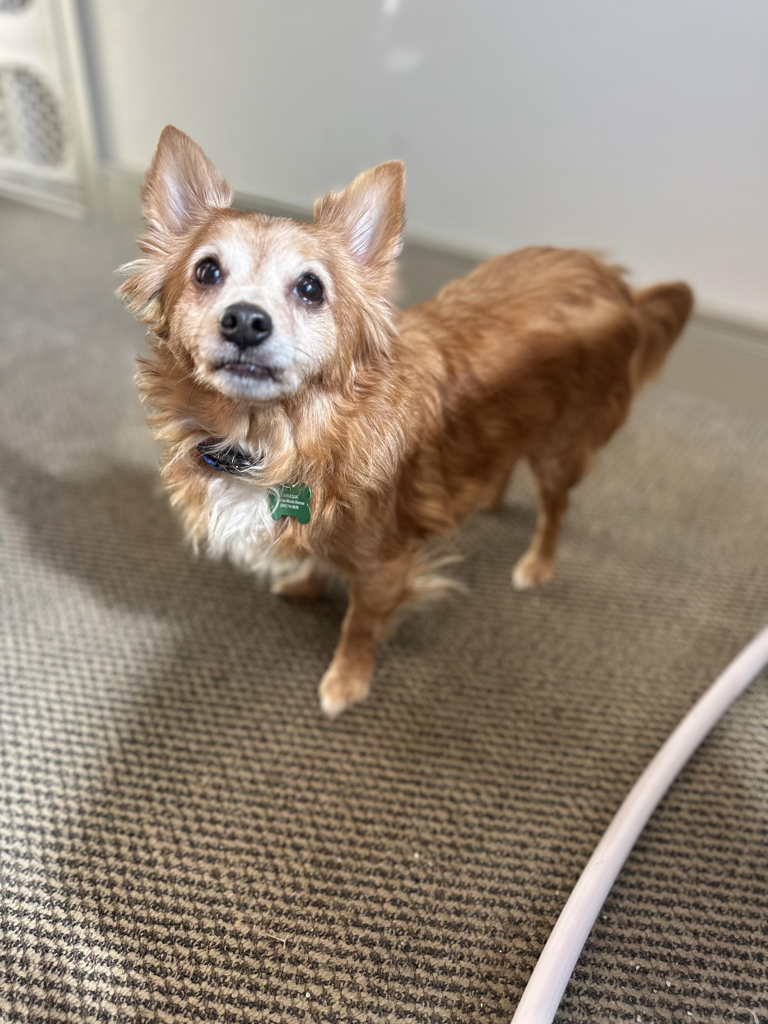 Teddy Graham, a ADOPTABLE mixed breed in Medford, NJ image 2/3