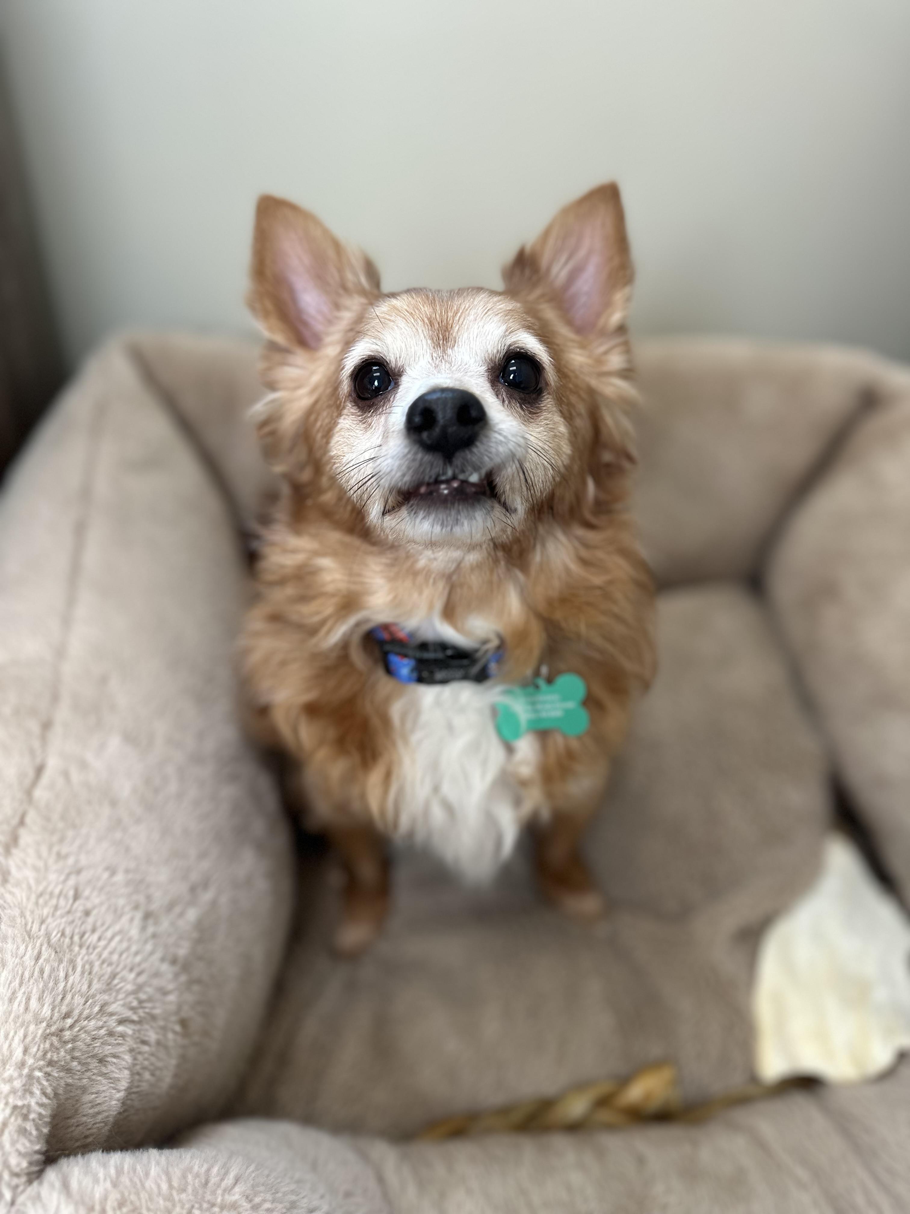 Teddy Graham, ADOPTABLE, Senior Male Chihuahua.