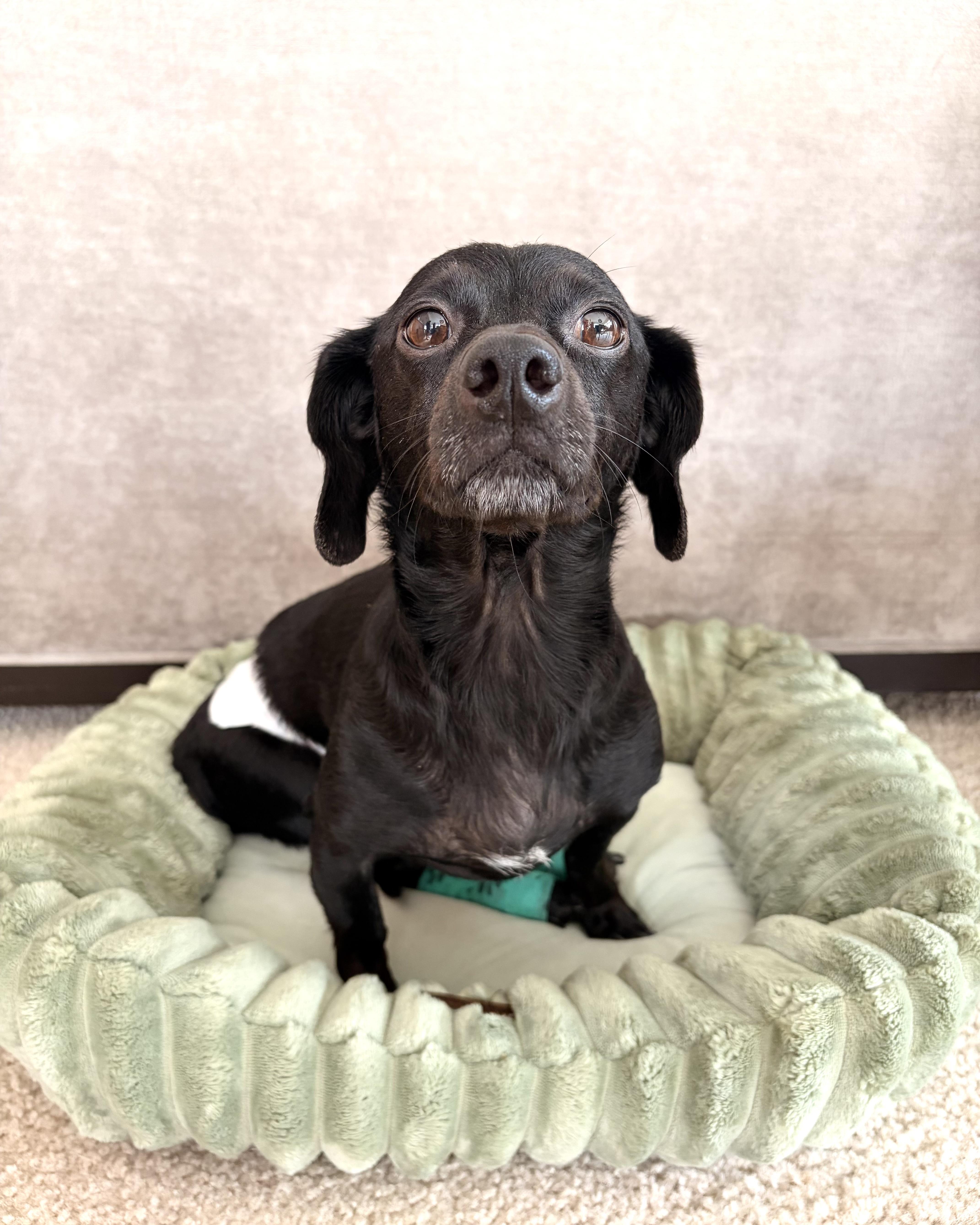 Enlarge Bikini, a Adoptable mixed breed in Brooklyn, NY image 1/6