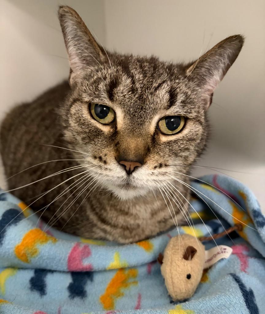 Bonita, Adoptable, Young Female Domestic Short Hair.