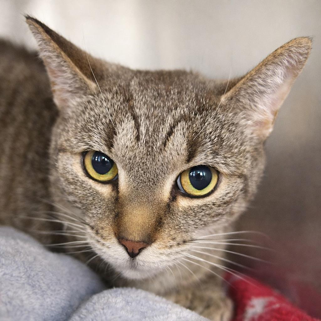 Bonita, Adoptable, Adult Female Domestic Short Hair.