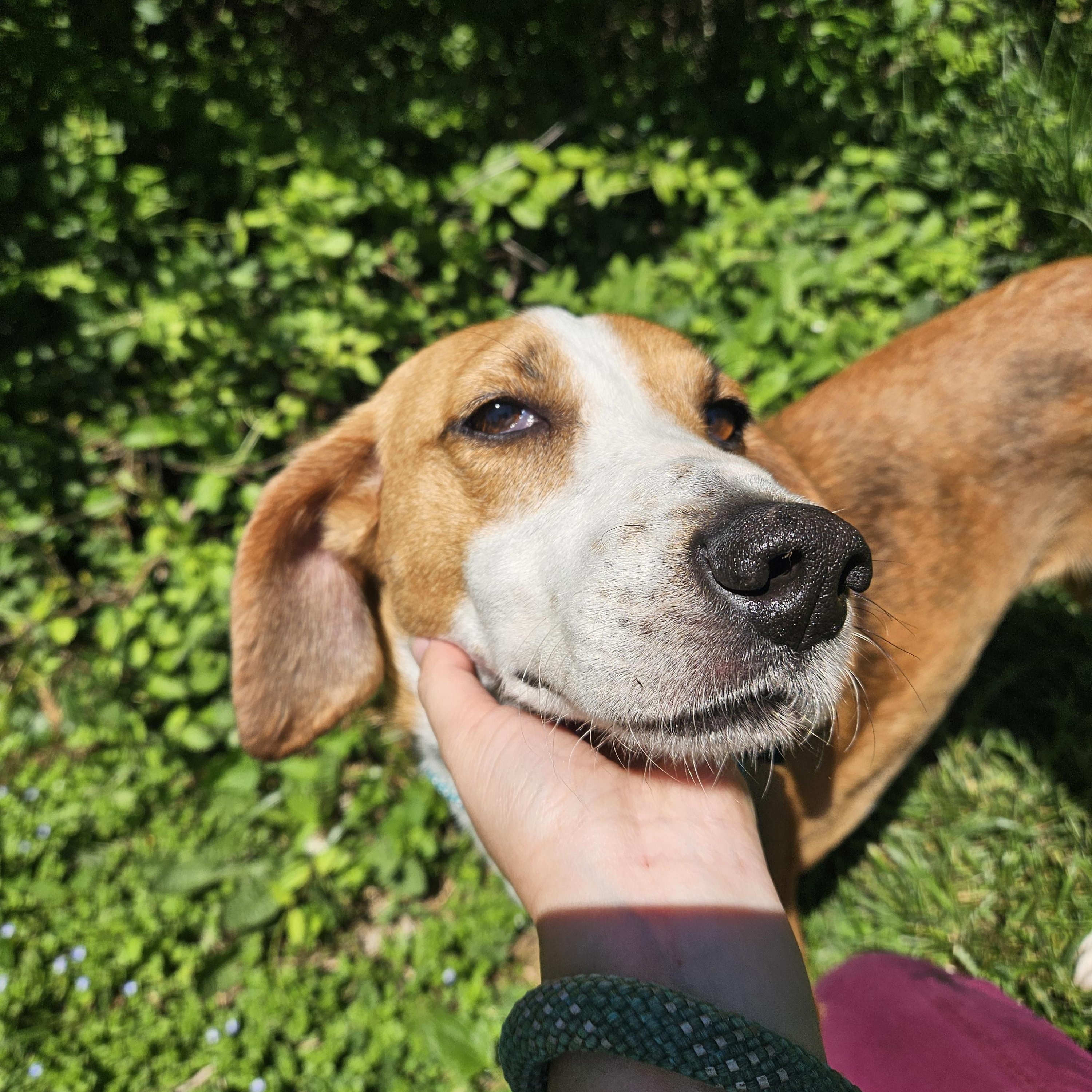 Enlarge Lingo, a ADOPTABLE American Foxhound in Culpeper, VA image 3/4