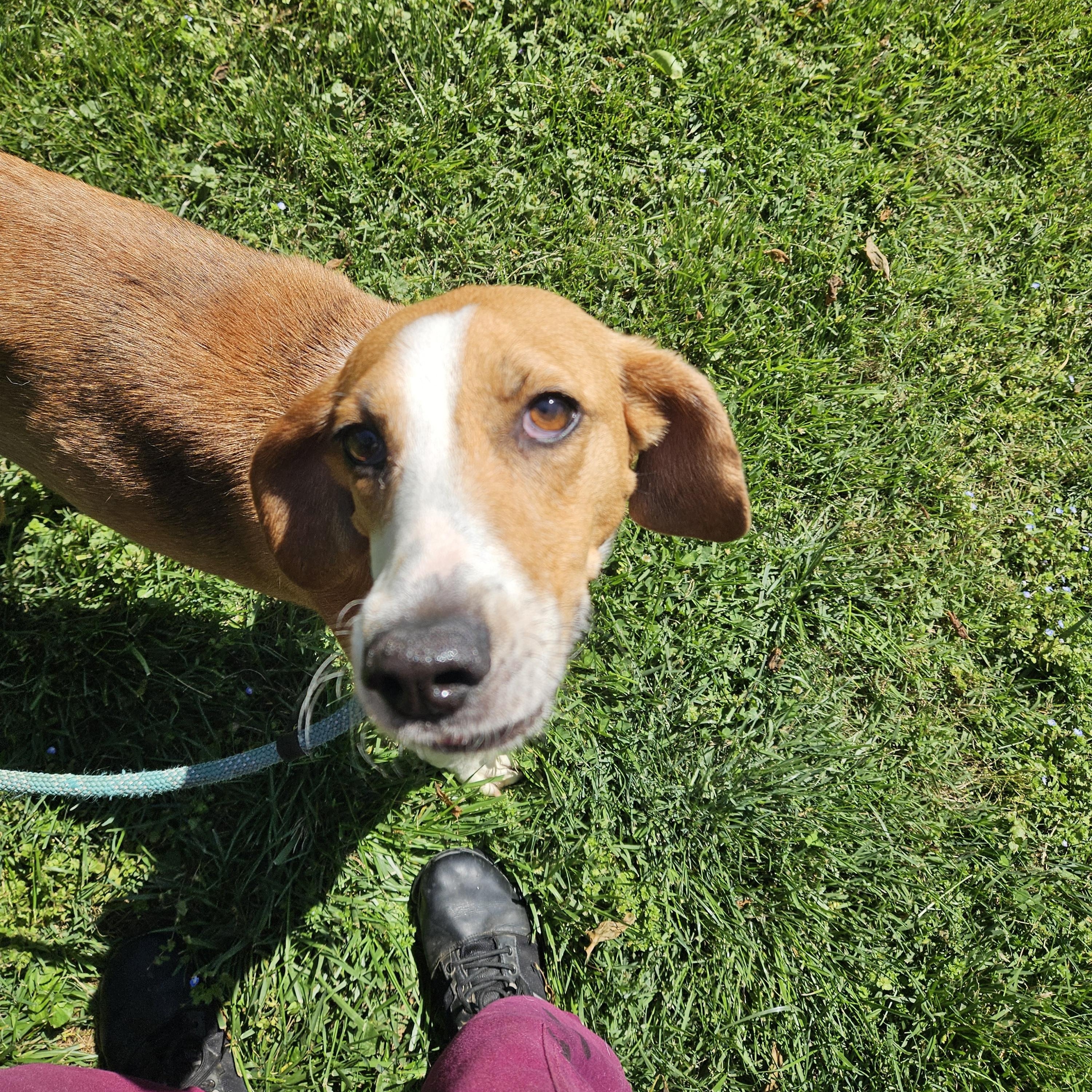 Enlarge Lingo, a ADOPTABLE American Foxhound in Culpeper, VA image 1/4