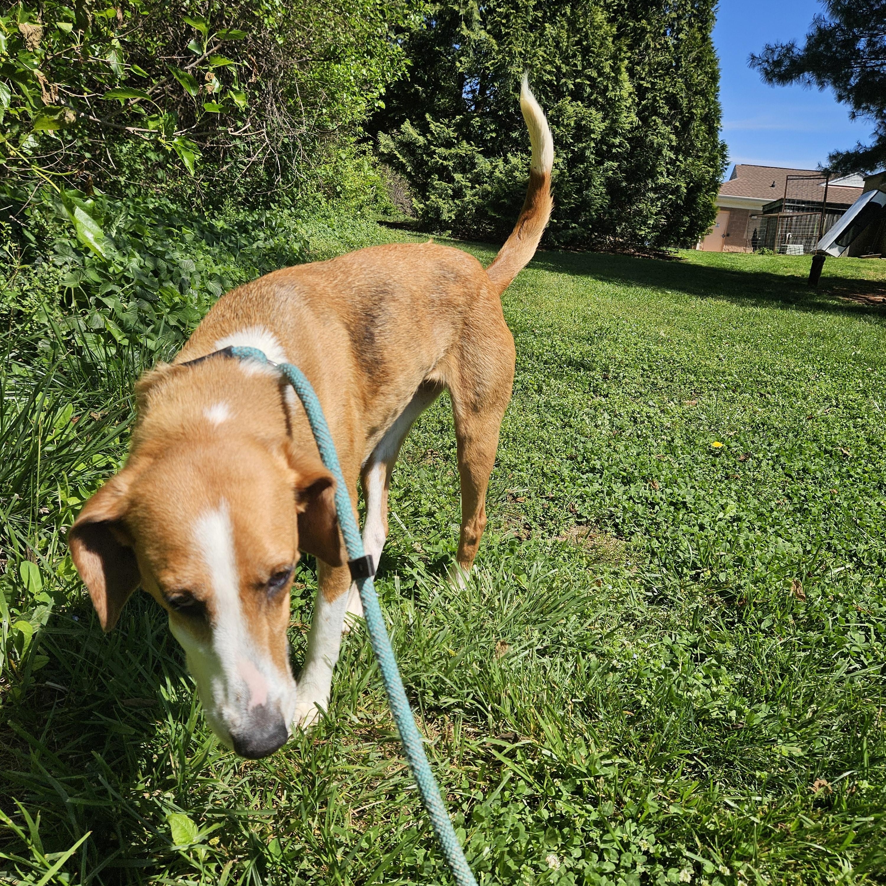 Enlarge Lingo, a ADOPTABLE American Foxhound in Culpeper, VA image 2/4