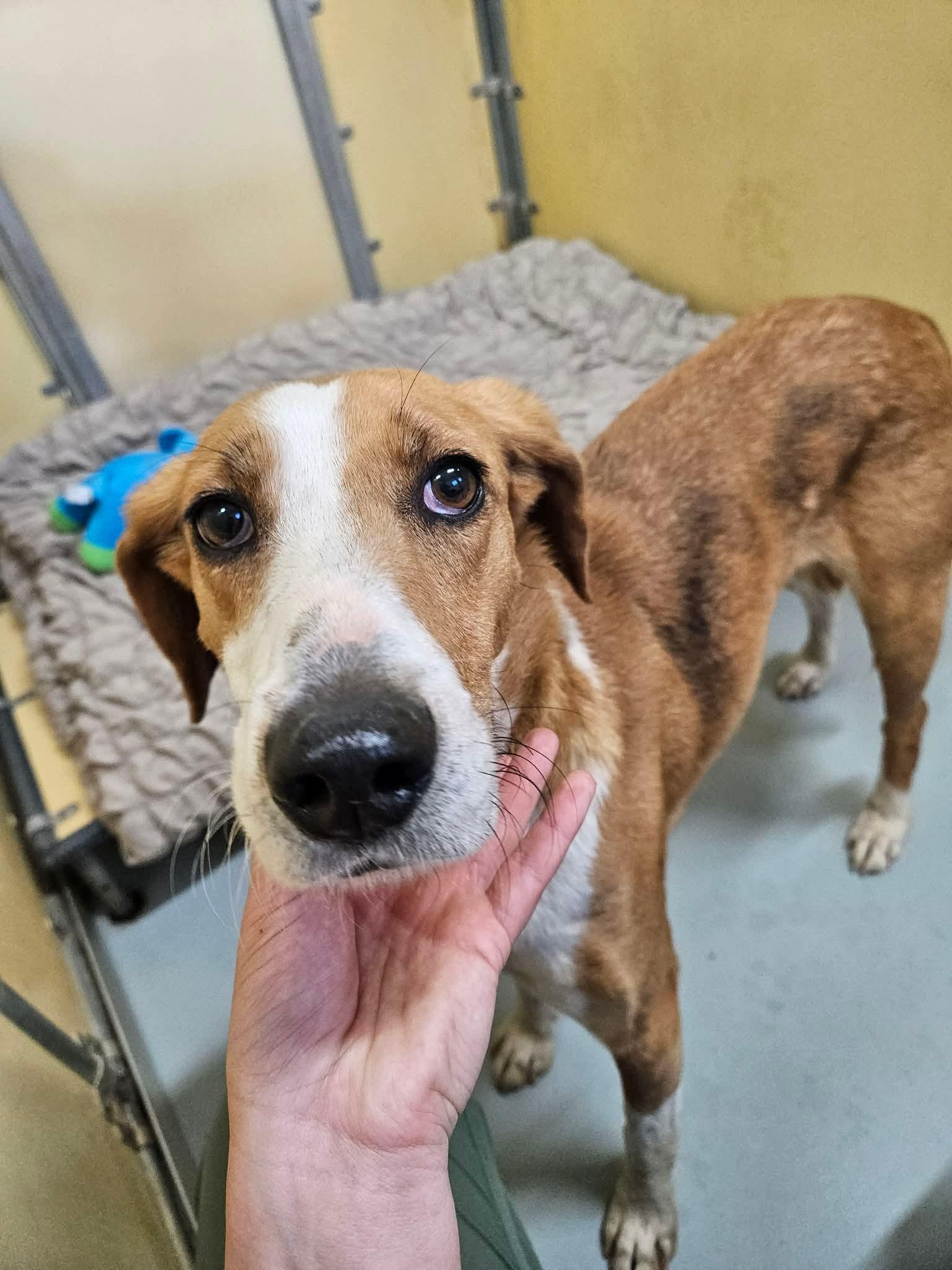 Enlarge Lingo, a ADOPTABLE American Foxhound in Culpeper, VA image 1/1