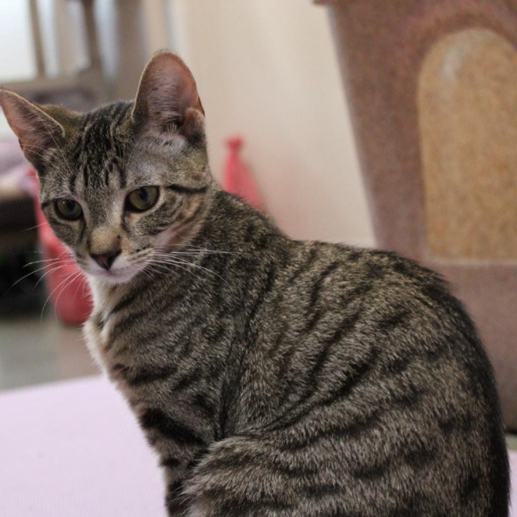 Yama, Adoptable, Adult Female Domestic Short Hair.