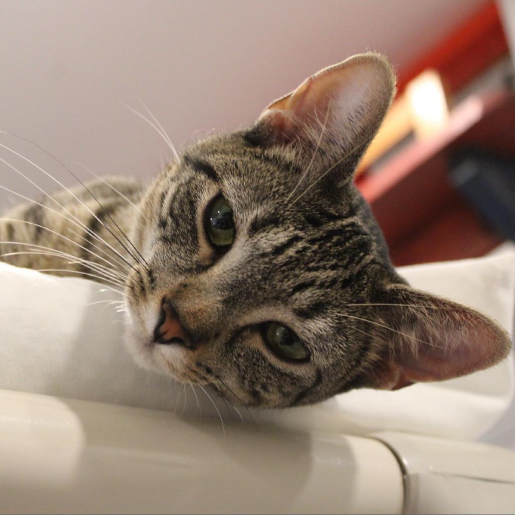 Enlarge Yama, a Adoptable Domestic Short Hair in Defiance, OH image 3/6