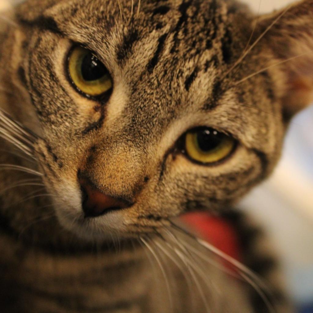 Enlarge Yama, a Adoptable Domestic Short Hair in Defiance, OH image 4/6