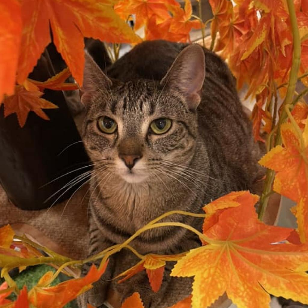 Enlarge Yama, a Adoptable Domestic Short Hair in Defiance, OH image 5/6