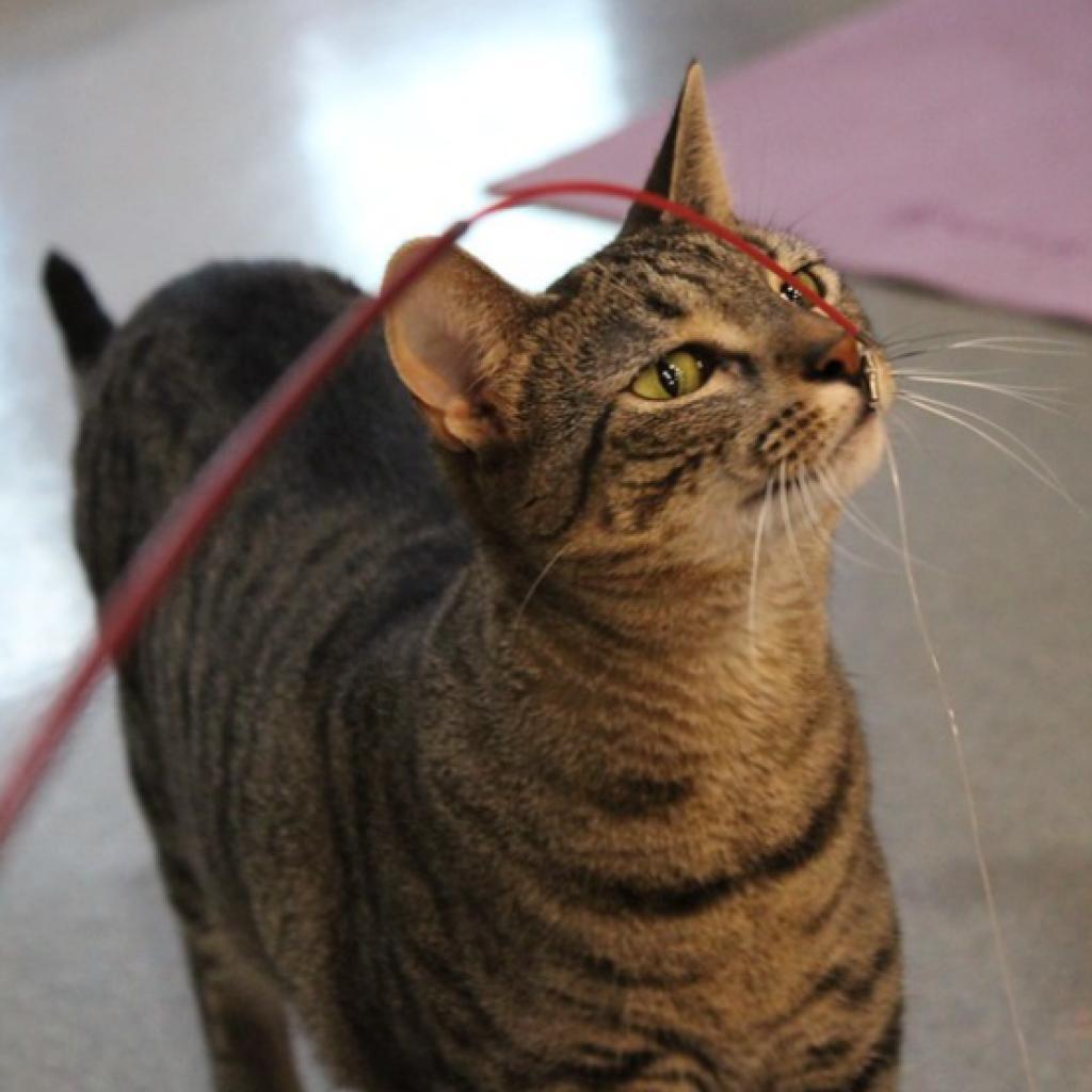 Enlarge Yama, a Adoptable Domestic Short Hair in Defiance, OH image 6/6