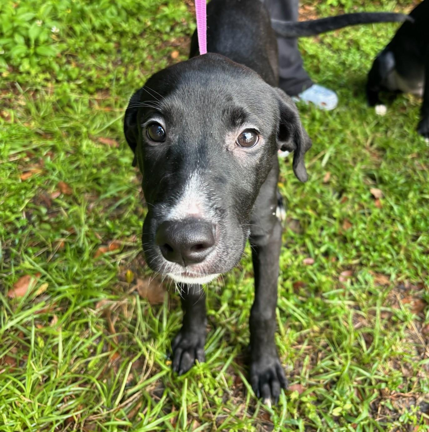 Ebony, a Adoptable mixed breed in Eustis, FL image 1/3