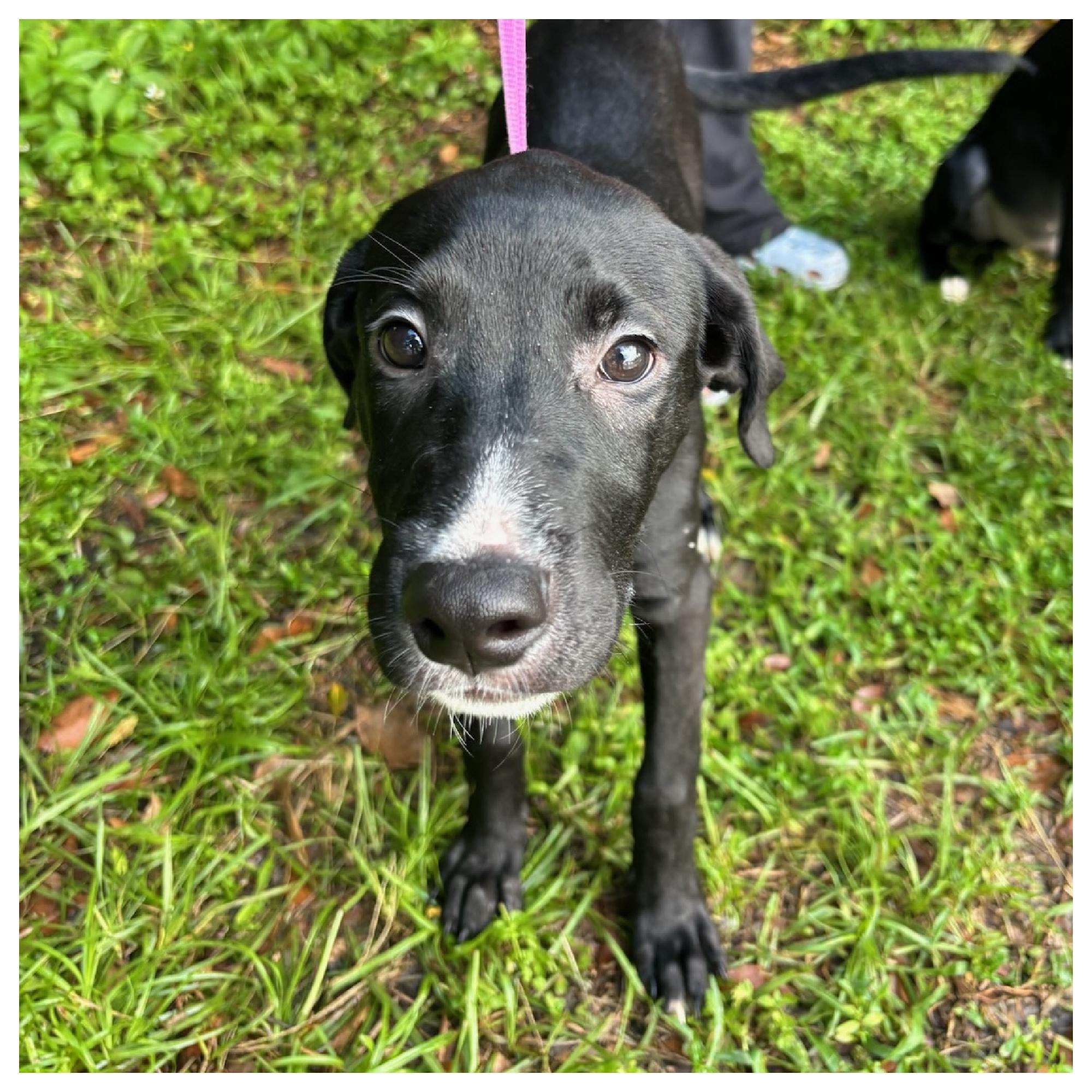 Ebony, a Adoptable mixed breed in Eustis, FL image 2/3