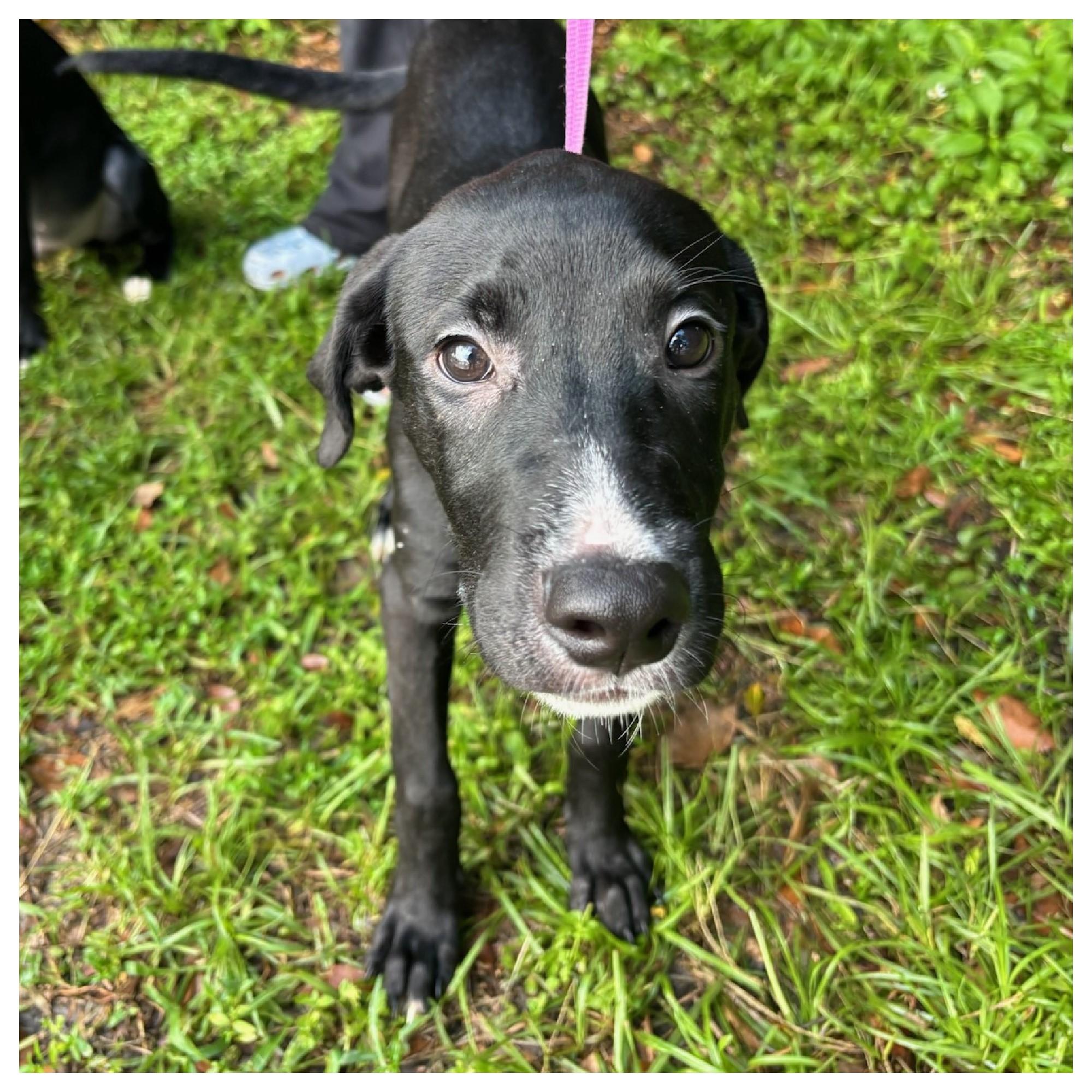 Ebony, a Adoptable mixed breed in Eustis, FL image 3/3