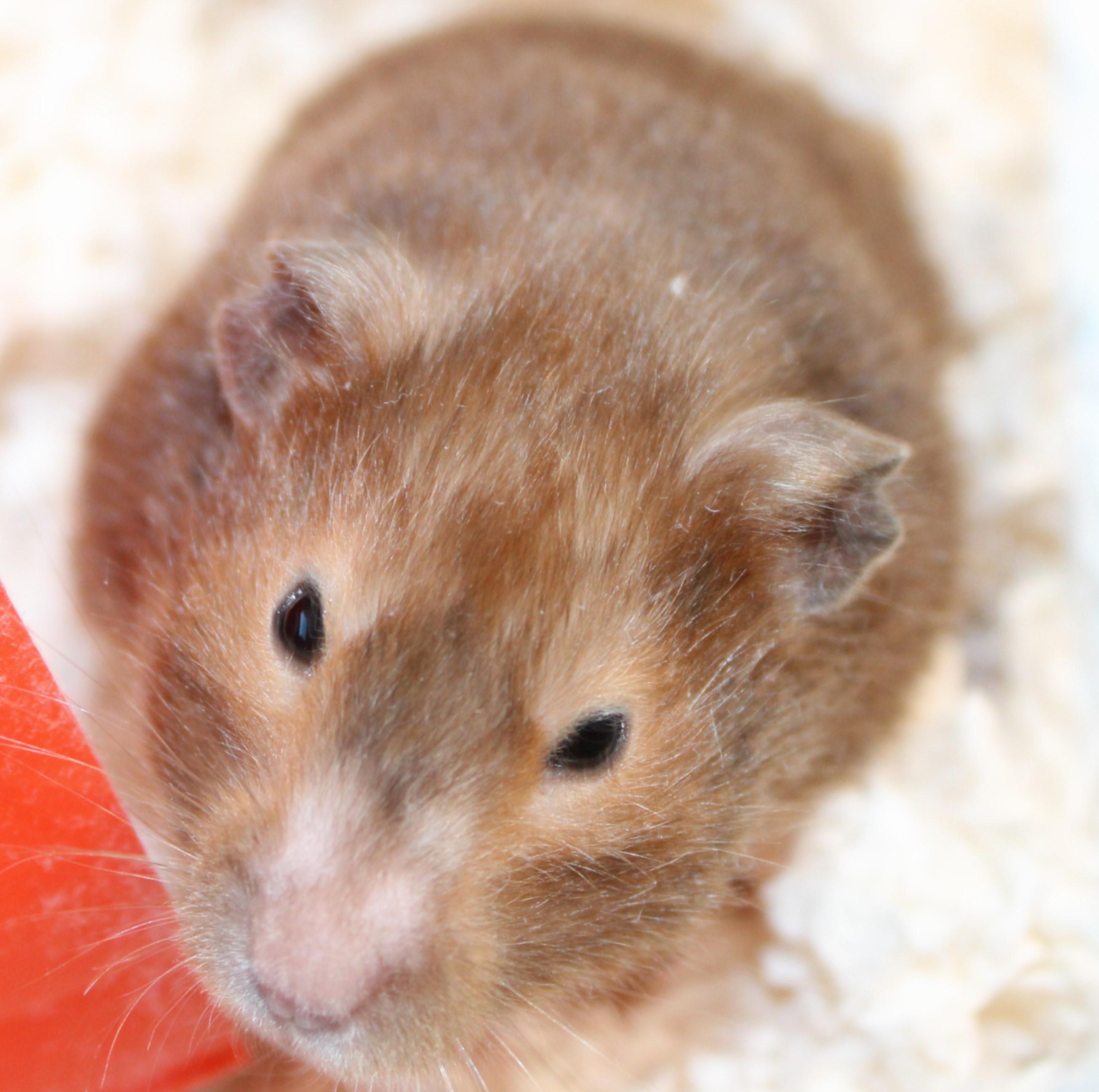 Enlarge Hammy, an adopted Hamster in Mississauga, ON image 1/1