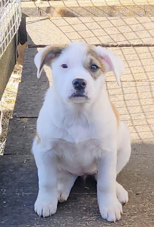 Enlarge Duchess 1, an adopted Australian Cattle Dog / Blue Heeler in Manchester, CT image 1/3
