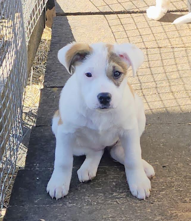 Enlarge Duchess 1, an adopted Australian Cattle Dog / Blue Heeler in Manchester, CT image 2/3
