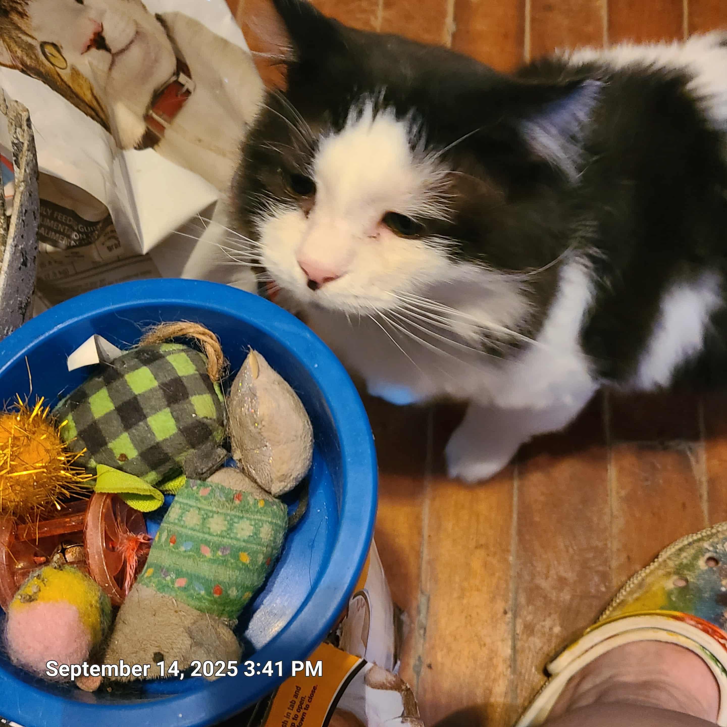 Enlarge Harold, a ADOPTABLE mixed breed in Waynetown, IN image 1/3