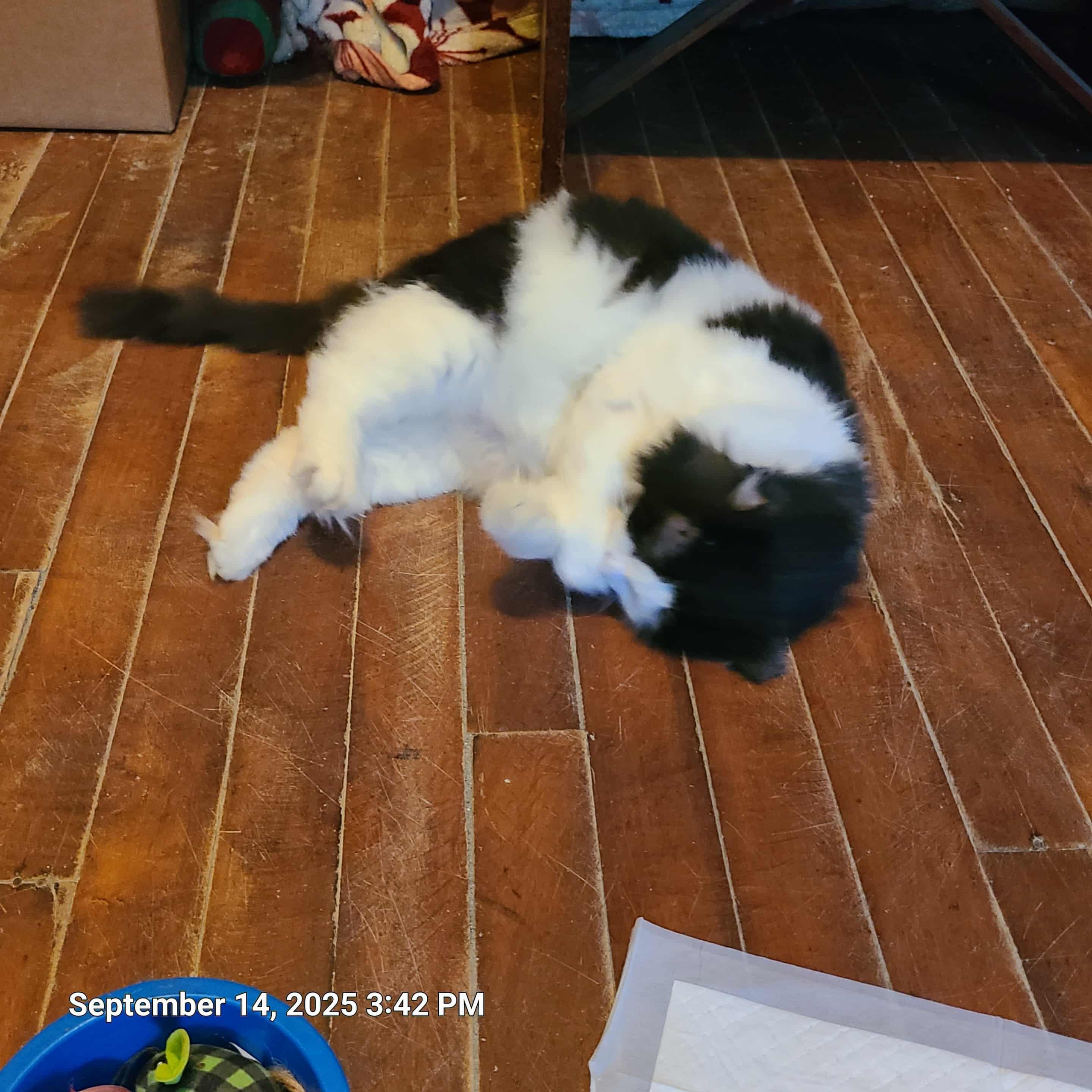 Enlarge Harold, a ADOPTABLE mixed breed in Waynetown, IN image 2/3