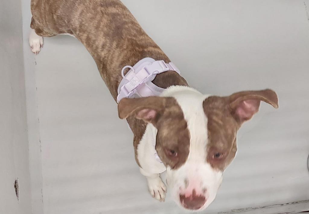 Enlarge Triton, a Adoptable mixed breed in Mocksville, NC image 1/3